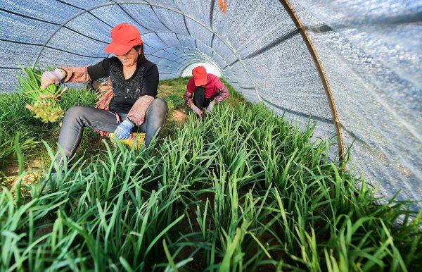 股票炒股配资开户 韭菜收割全攻略：30天就能收一次？这3个细节决定成败！